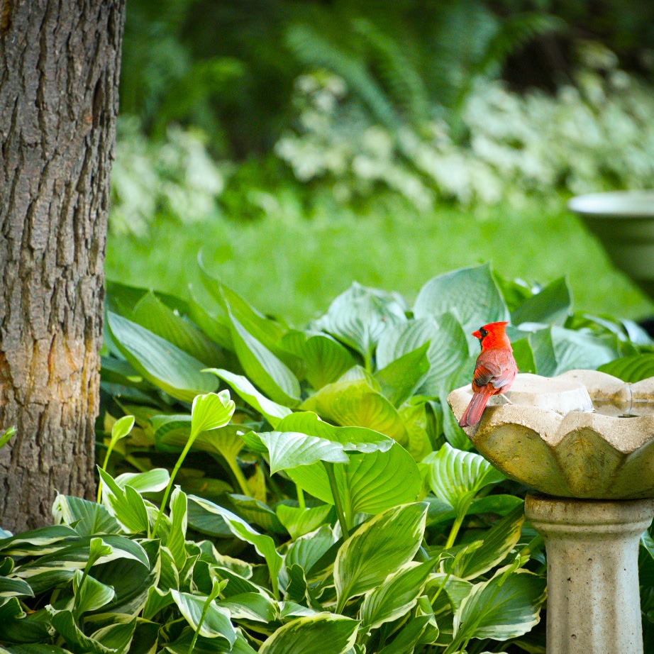 garden