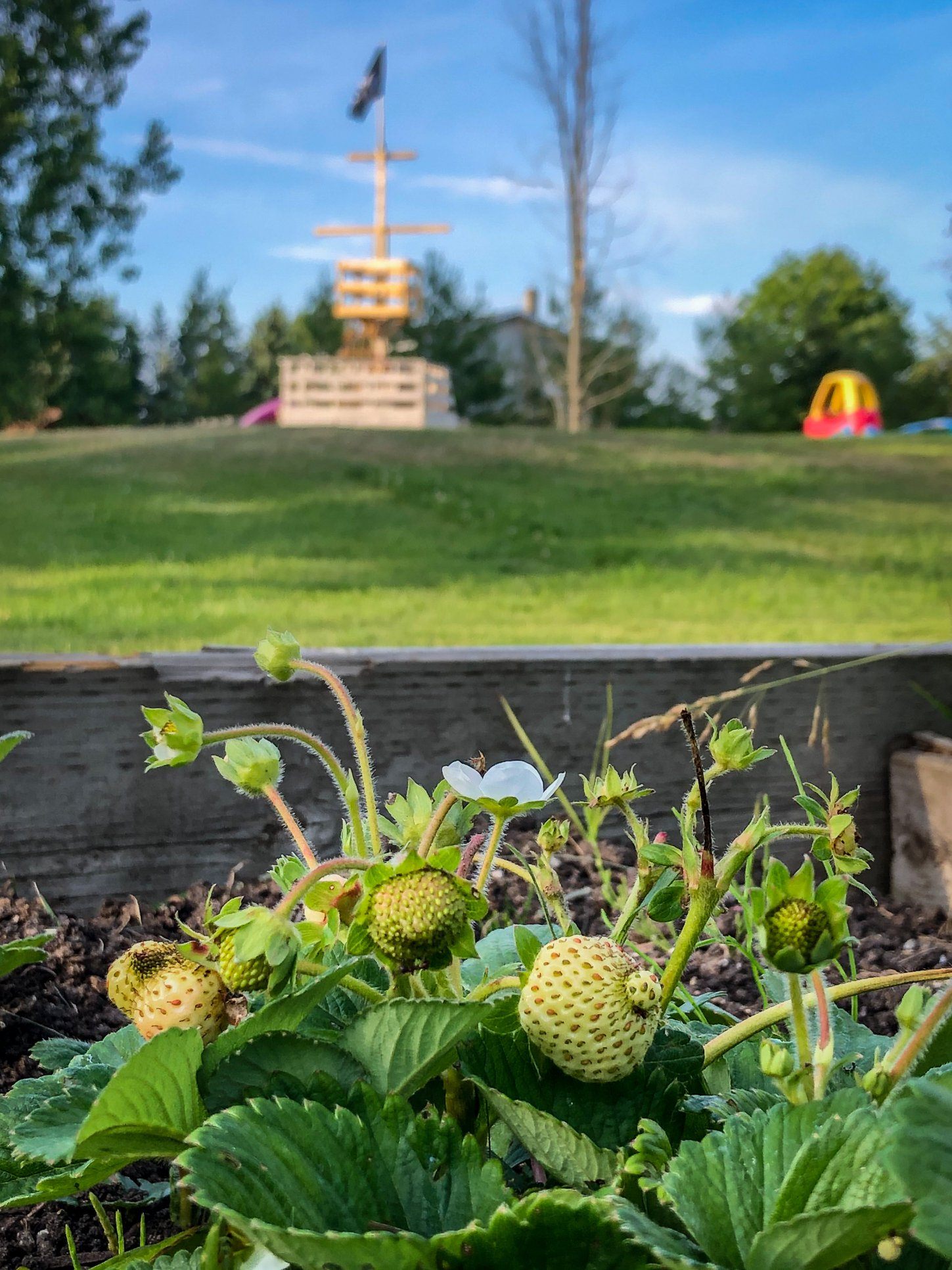 flowers sprouting